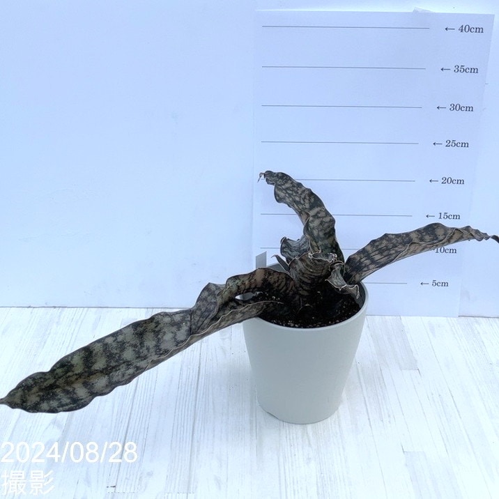 た*ん様 S11619★オークション販売★ サンスベリア ロリダ 極上斑入り株！ 🪴サンセベリアの王様・ロリダ（斑入り）降臨❗️👑 成長がとても サンスベリア