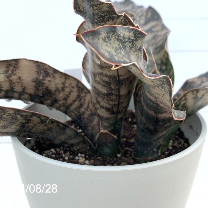 現品お届け】サンスベリア 5号 コパトーン 白プラ鉢仕様（S39）｜観葉