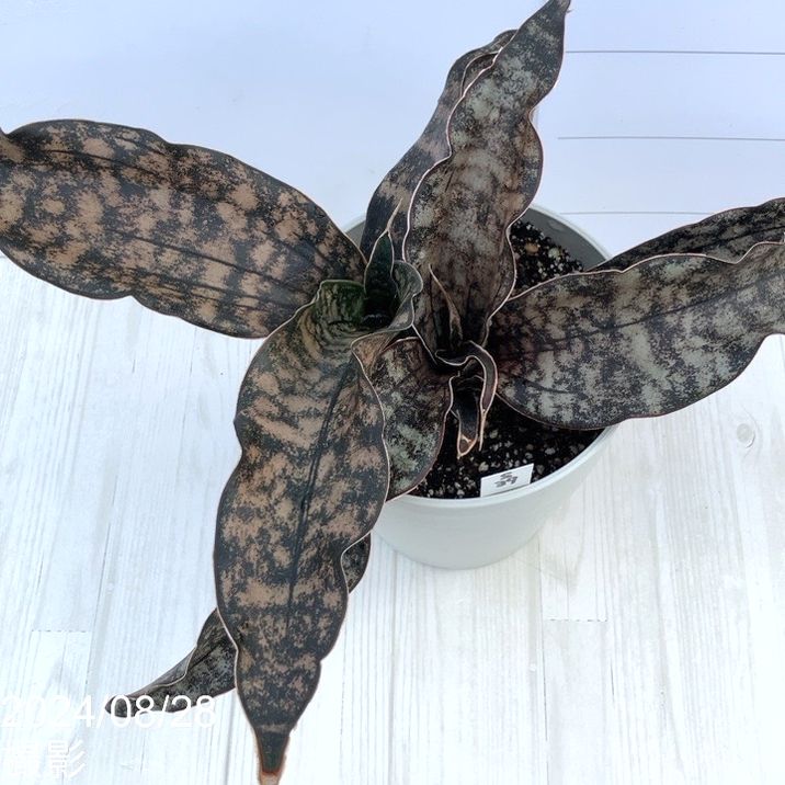 現品お届け】サンスベリア 5号 コパトーン 白プラ鉢仕様（S39）｜観葉