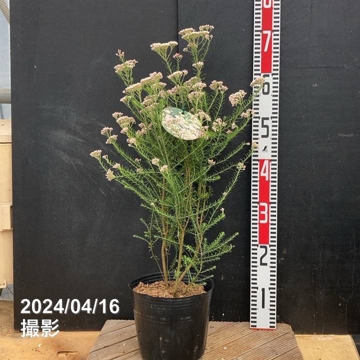 ライスフラワー 6号｜花木04-PA | 花木・庭木 | 赤塚植物園オンライン