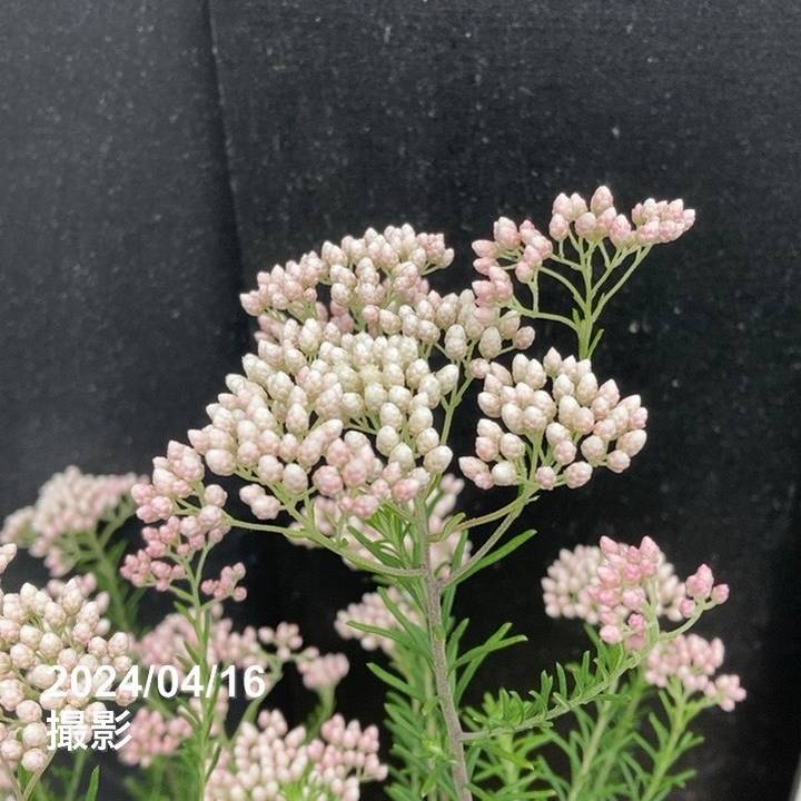 確認用 5gライスフラワー ライスフラワー 6号｜花木04-PA | 花木・庭木 | 赤塚植物園オンライン
