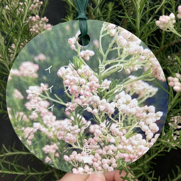 ライスフラワー 6号｜花木04-PA | 花木・庭木 | 赤塚植物園オンライン