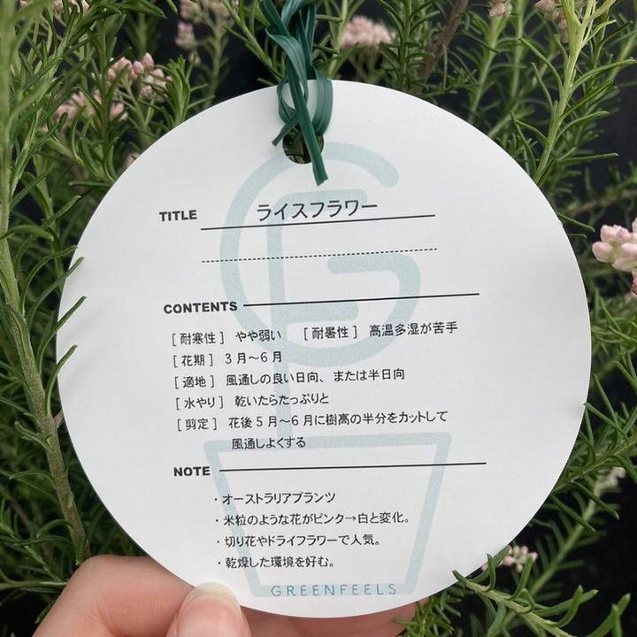 ローズマリー様専用 ローズマリー様専用 rose様専用 ROSE様専用 S様