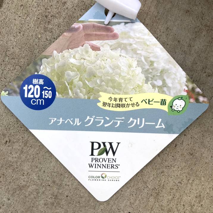 ✤ アナベル グランデクリーム ✤ 挿し穂 3本 ⚘˖* ネコポス発送 ⚘˖* ✤ アナベル グランデクリーム ✤ 挿し穂 3本 ⚘˖* ネコポス発送