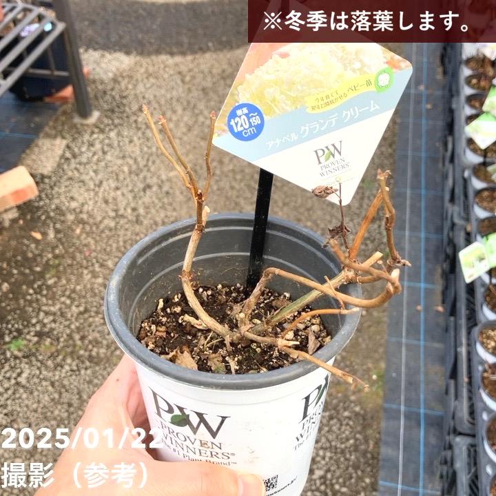 PW アナベル グランデ クリーム 3.5号 PVP｜花木04-PA | 花木・庭木