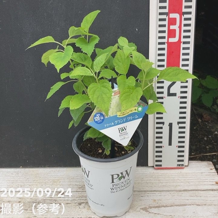 PW アナベル グランデ クリーム 3.5号 PVP｜花木04-PA | 花木・庭木