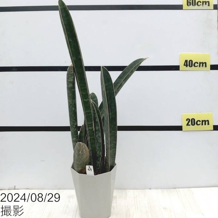 期間限定10％OFF！】【現品お届け】サンスベリア 4.5号 ベースボール