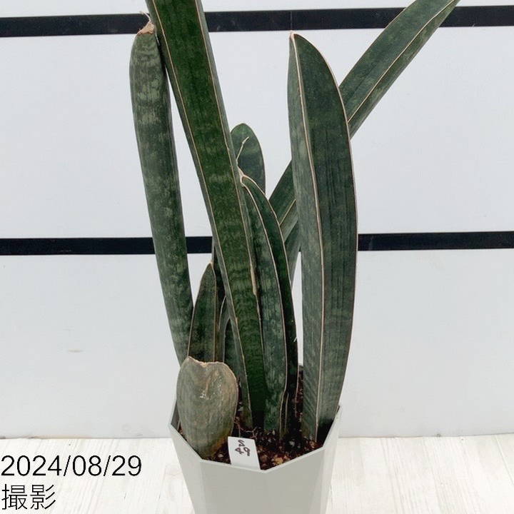 サンスベリア　ベースボールバット 楽天市場】＼ポイント2倍／多肉植物 サンスベリア ハリー ベース