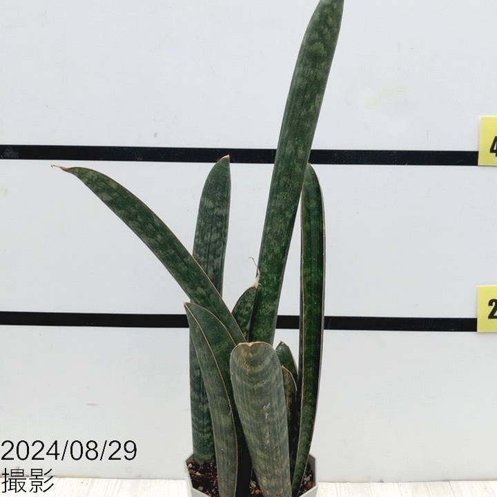 期間限定10％OFF！】【現品お届け】サンスベリア 4.5号 ベースボール