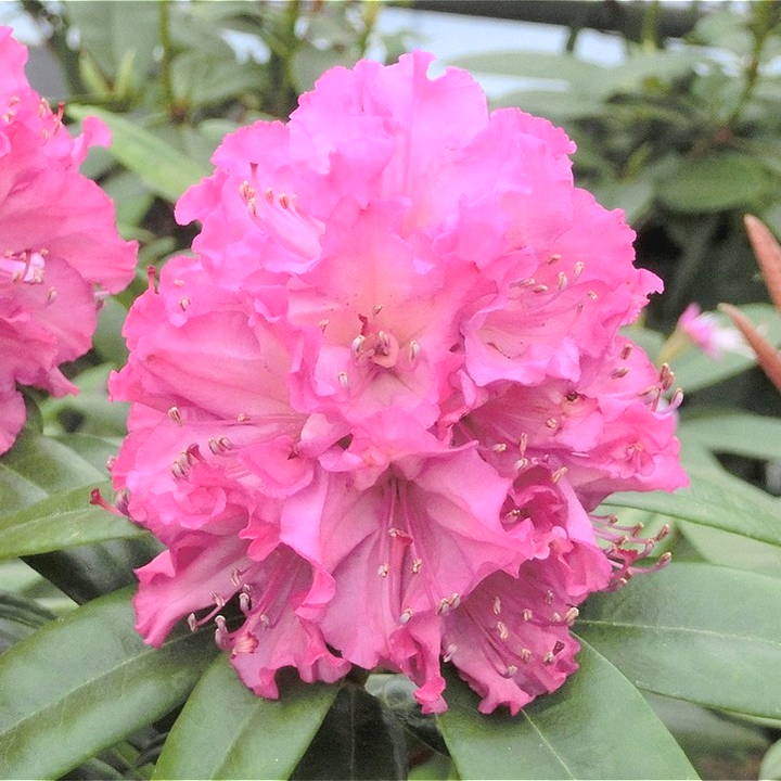 シャクナゲ スーパーローディー 5号 春まつり|花木01-D1