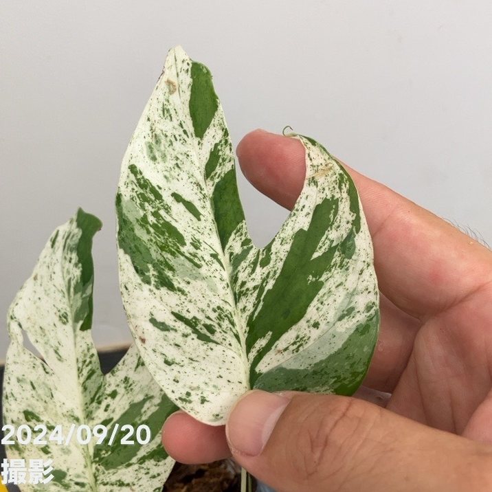 エピプレムナム ピナツムマーブル 3.5号｜観葉10-TU | 観葉・多肉