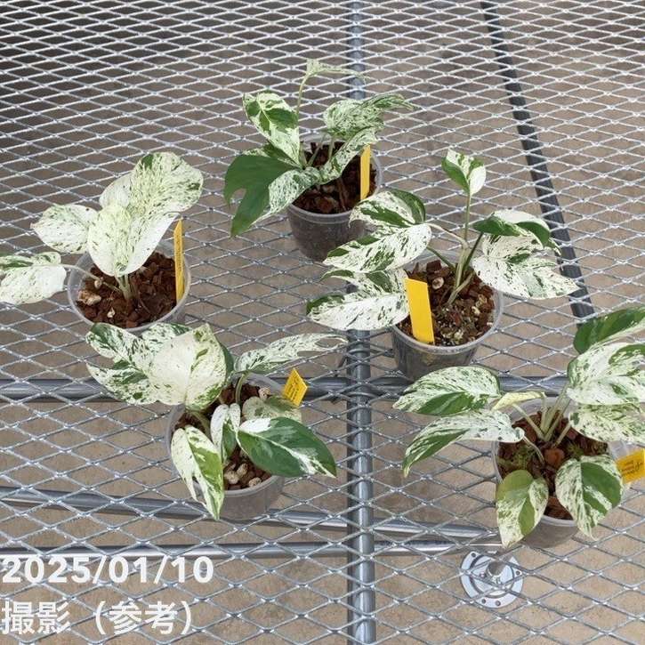 エピプレムナム ピナツムマーブル 3.5号｜観葉10-TU | 観葉・多肉