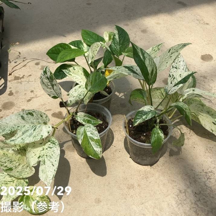 エピプレムナム ピナツムマーブル 3.5号｜観葉10-TU | 観葉・多肉