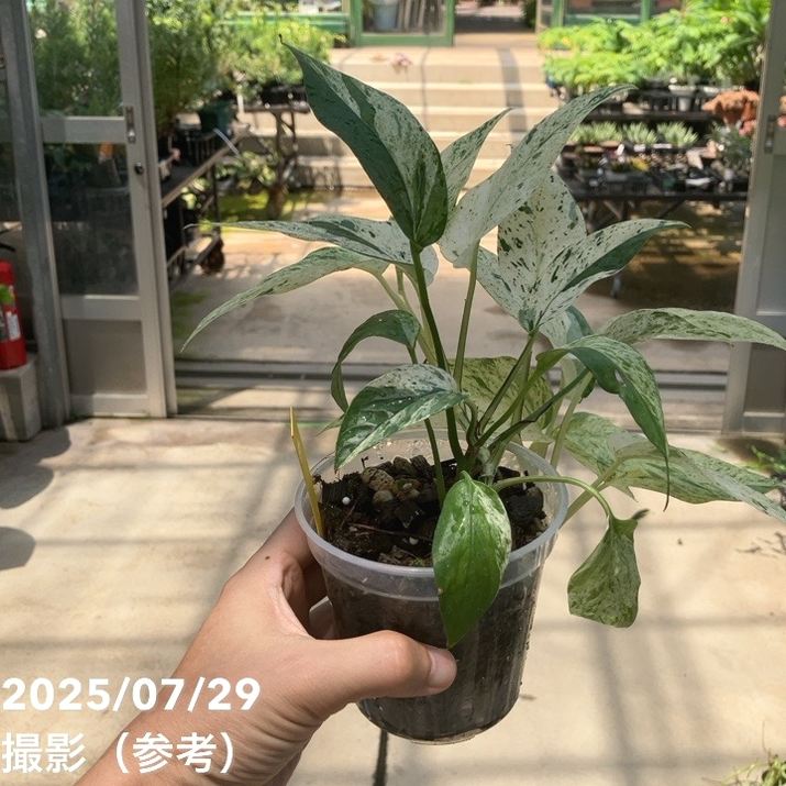 エピプレムナムピナツム 斑入りの葉が綺麗な観葉植物 「エピプレムナムピナツムマーブル」って