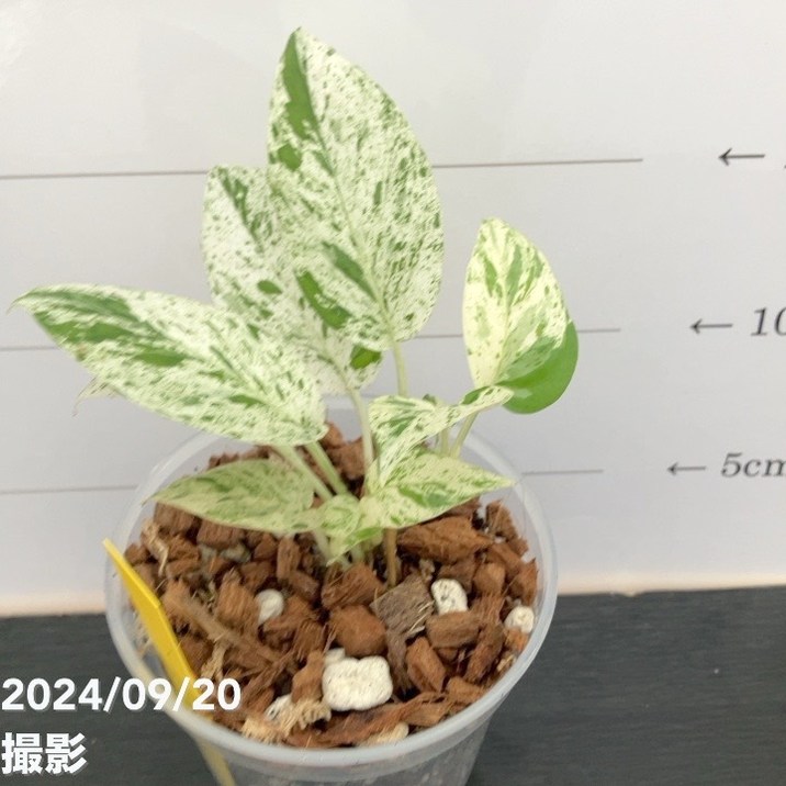 エピプレムナムピナツム エピプレムナム ピナツム 'マーブル' | GREEN LUCK