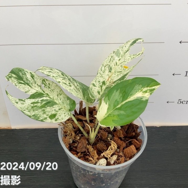 90エピプレムナム　ピナツム　斑入り　大株 90エピプレムナム ピナツム 斑入り 大株