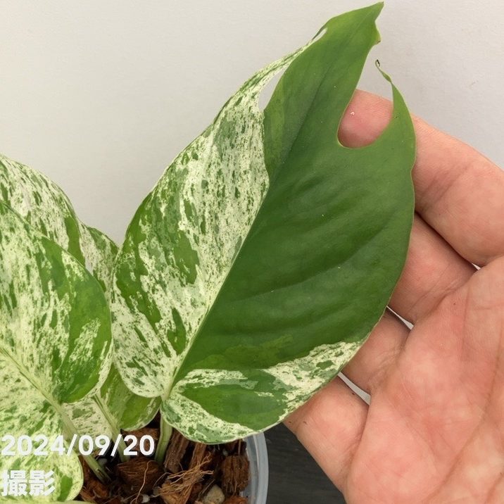 エピプレムナム ピナツムマーブル 3.5号｜観葉10-TU | 観葉