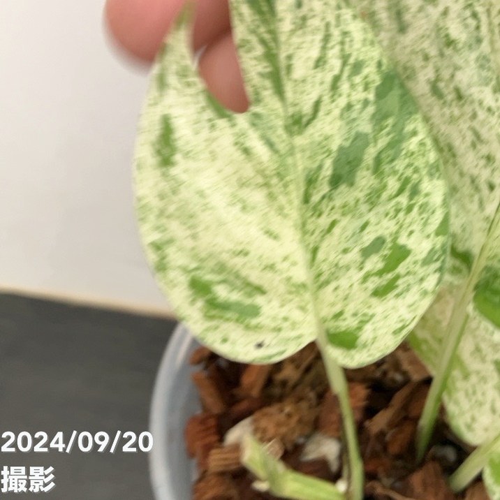 エピプレムナム ピナツムマーブル 3.5号｜観葉10-TU | 観葉・多肉