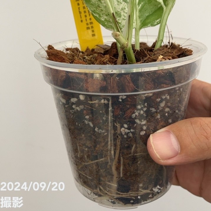 エピプレムナム ピナツムマーブル 3.5号｜観葉10-TU | 観葉・多肉