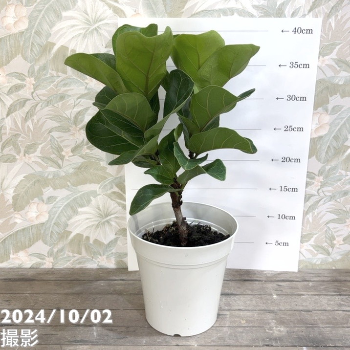 フィカス ウンベラータ 曲がり 10【現品】観葉植物 室内 大型