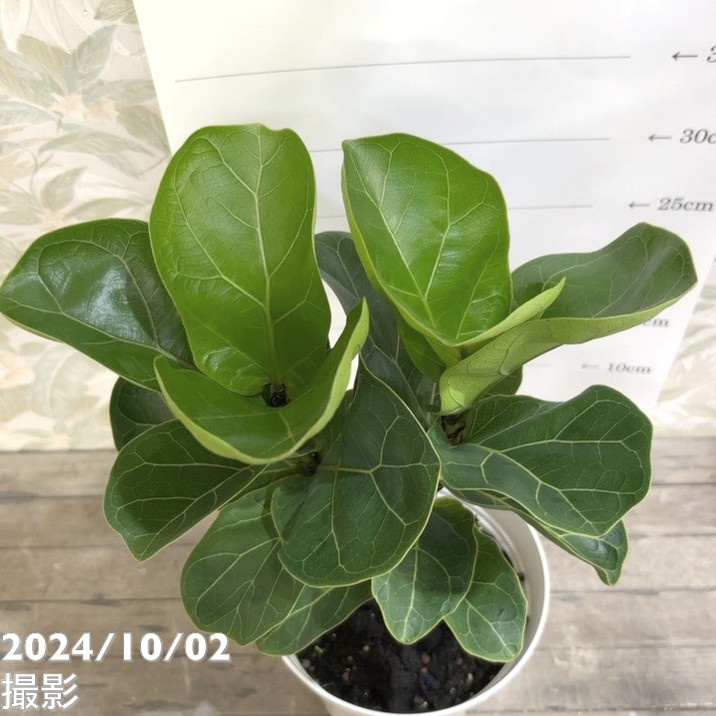 フィカス リラータ（カシワバゴム） 5号｜観葉04-PA | 観葉・多肉