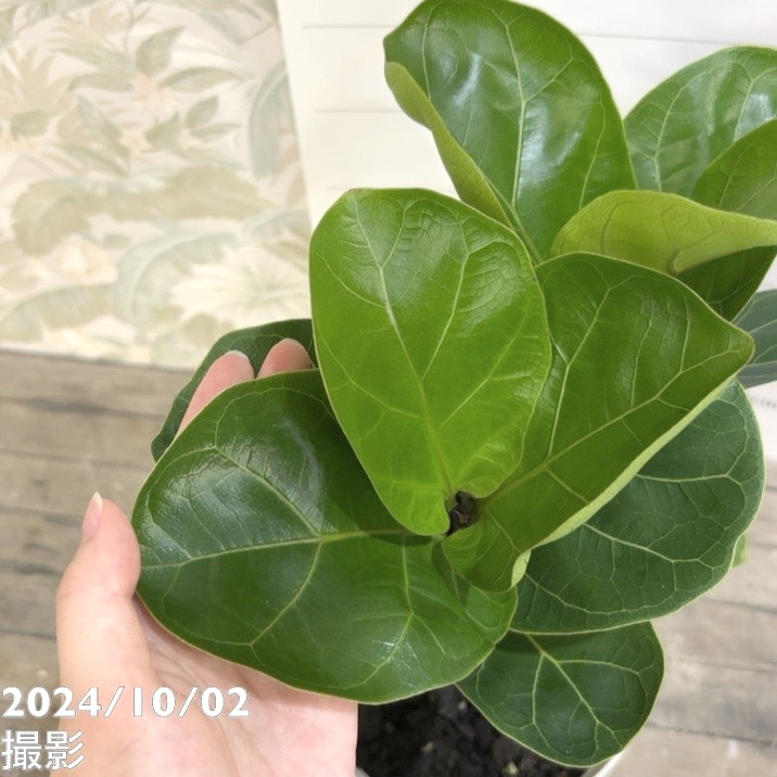 フィカス リラータ（カシワバゴム） 5号｜観葉04-PA | 観葉