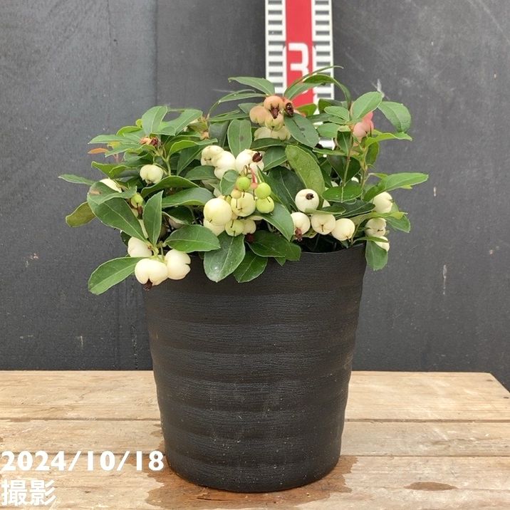 チェッカーベリー 5号｜花木04-PA | 花木・庭木 | 赤塚植物園