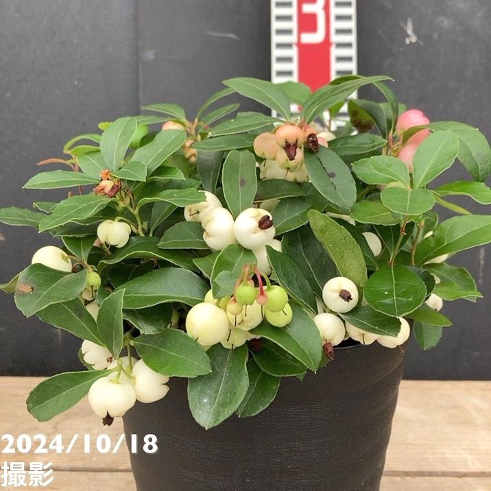 チェッカーベリー 5号｜花木04-PA | 花木・庭木 | 赤塚植物園