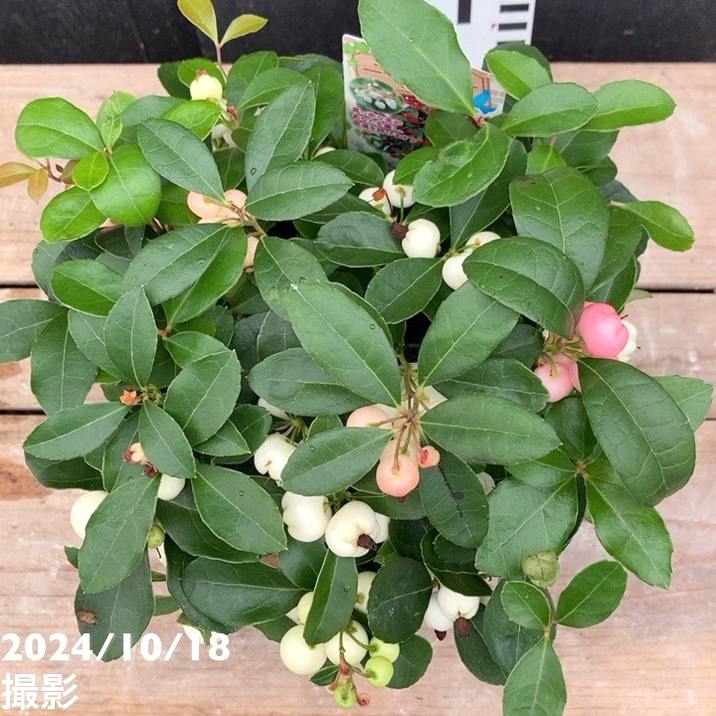 チェッカーベリー様 チェッカーベリー 5号｜花木04-PA | 花木・庭木 | 赤塚植物園