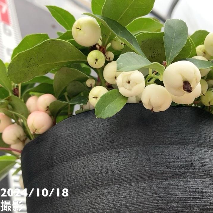 チェッカーベリー 5号｜花木04-PA | 花木・庭木 | 赤塚植物園