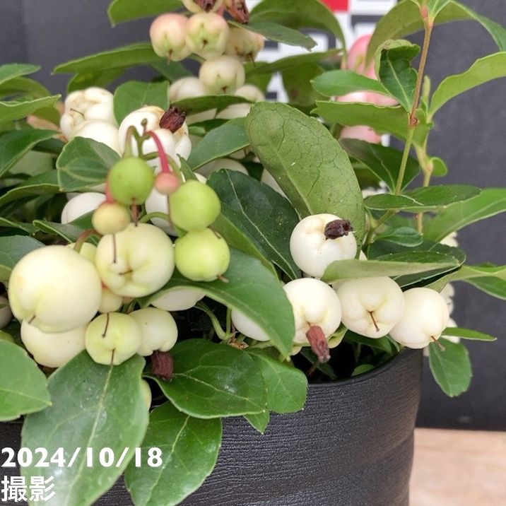 チェッカーベリー様 チェッカーベリー 6号｜花木04-PA | 花木・庭木 | 赤塚植物園