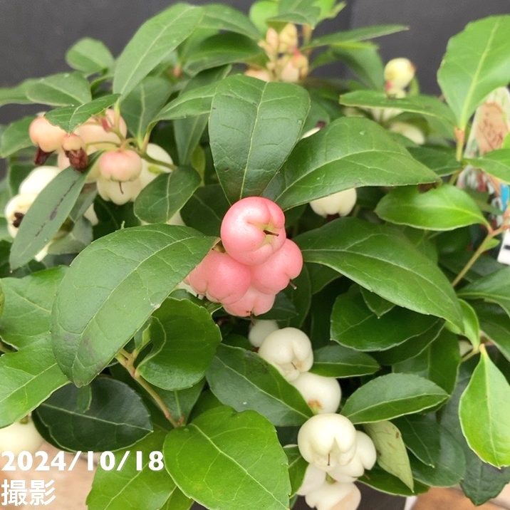 チェッカーベリー 5号｜花木04-PA | 花木・庭木 | 赤塚植物園