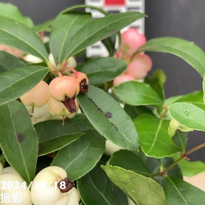 チェッカーベリー 5号｜花木04-PA | 花木・庭木 | 赤塚植物園