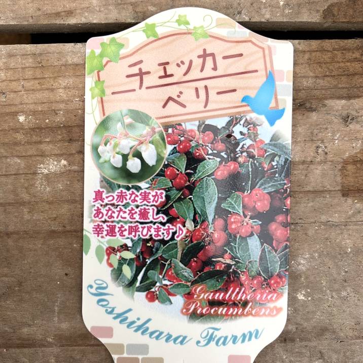 チェッカーベリー 5号｜花木04-PA | 花木・庭木 | 赤塚植物園
