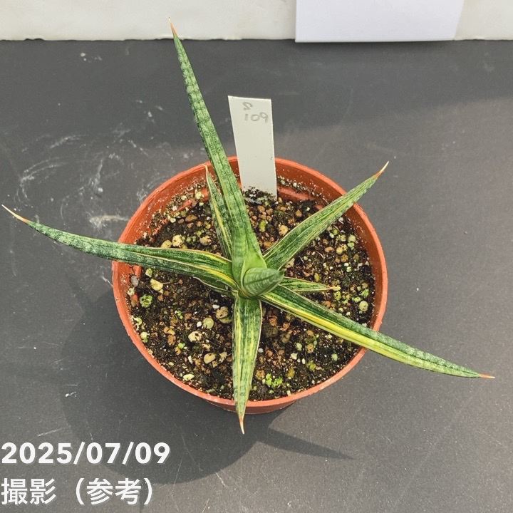 【現品お届け】サンスベリア 3号 バリースター 斑入り(S109)|観葉02-D2