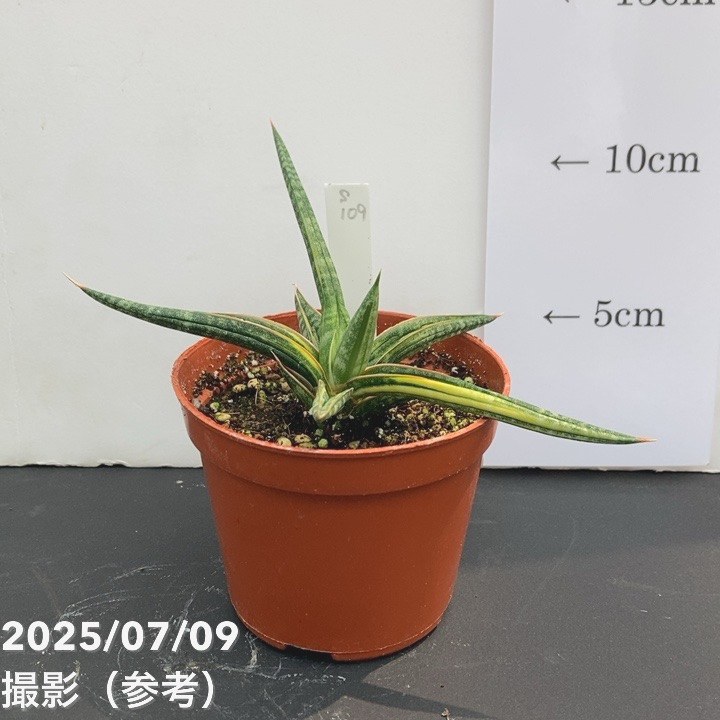 【現品お届け】サンスベリア 3号 バリースター 斑入り(S109)|観葉02-D2