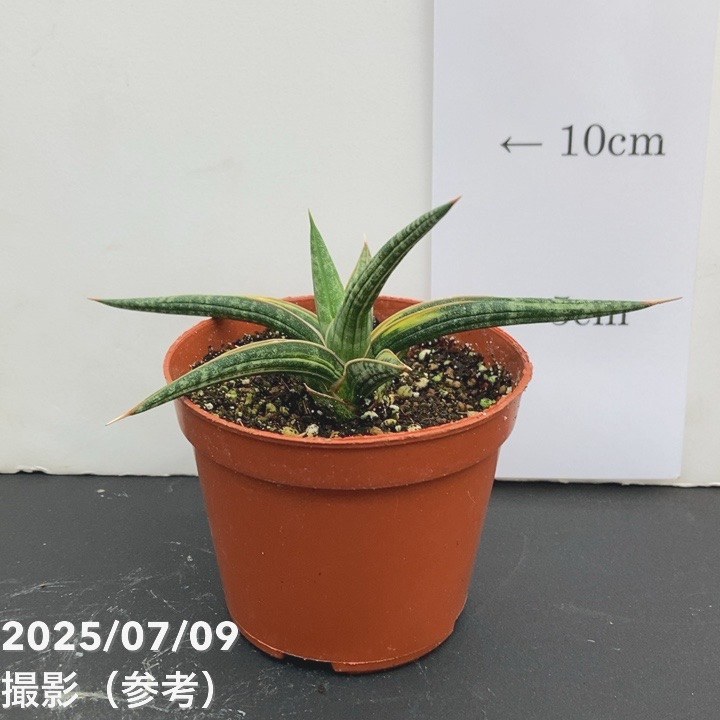 【現品お届け】サンスベリア 3号 バリースター 斑入り(S109)|観葉02-D2