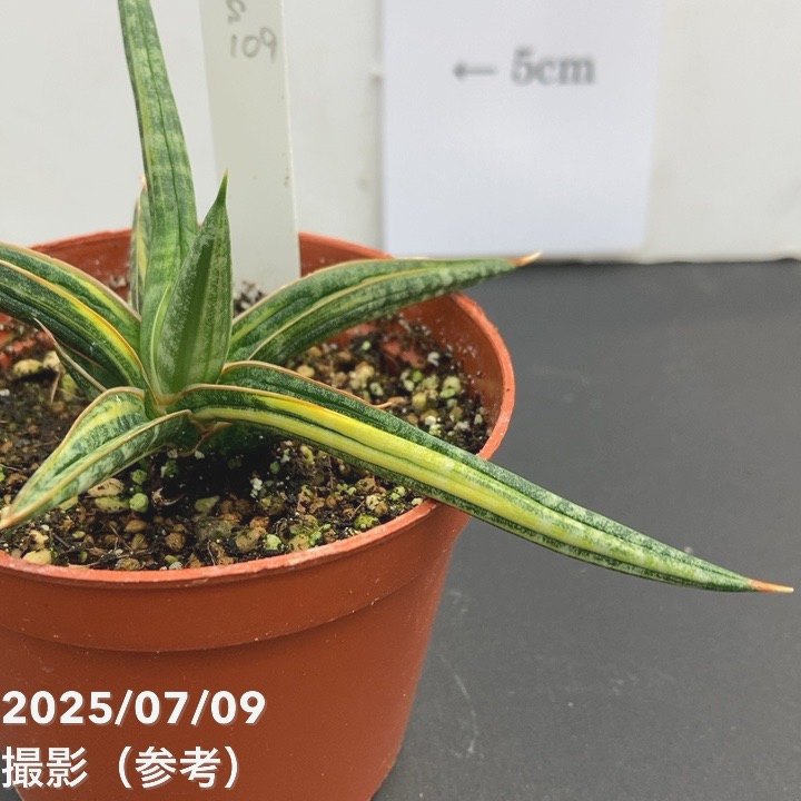 【現品お届け】サンスベリア 3号 バリースター 斑入り(S109)|観葉02-D2