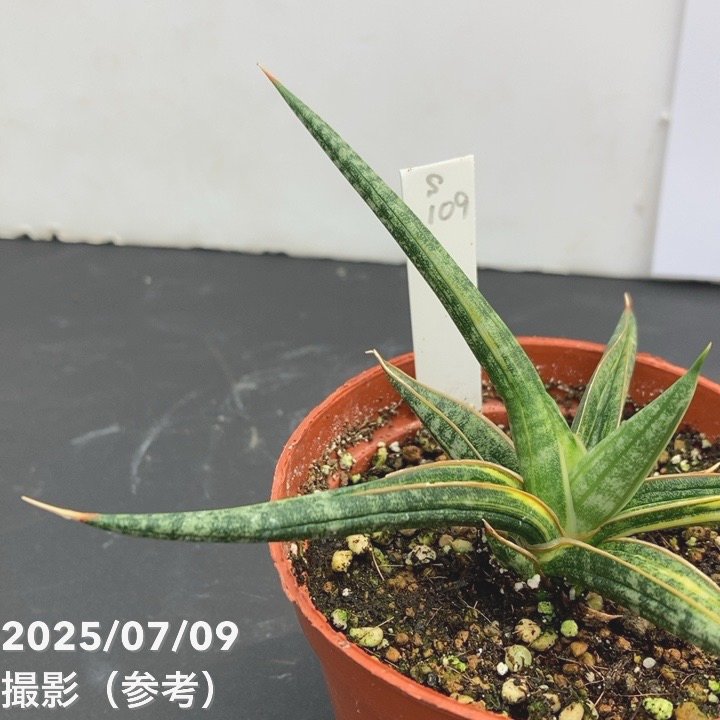 【現品お届け】サンスベリア 3号 バリースター 斑入り(S109)|観葉02-D2