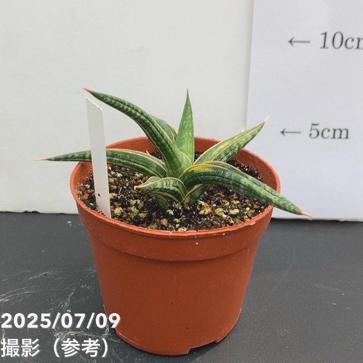 【現品お届け】サンスベリア 3号 バリースター 斑入り(S109)|観葉02-D2