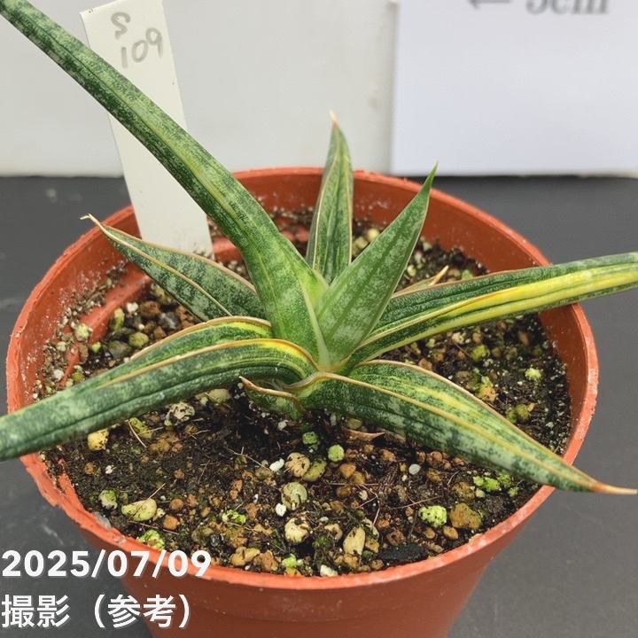 【現品お届け】サンスベリア 3号 バリースター 斑入り(S109)|観葉02-D2