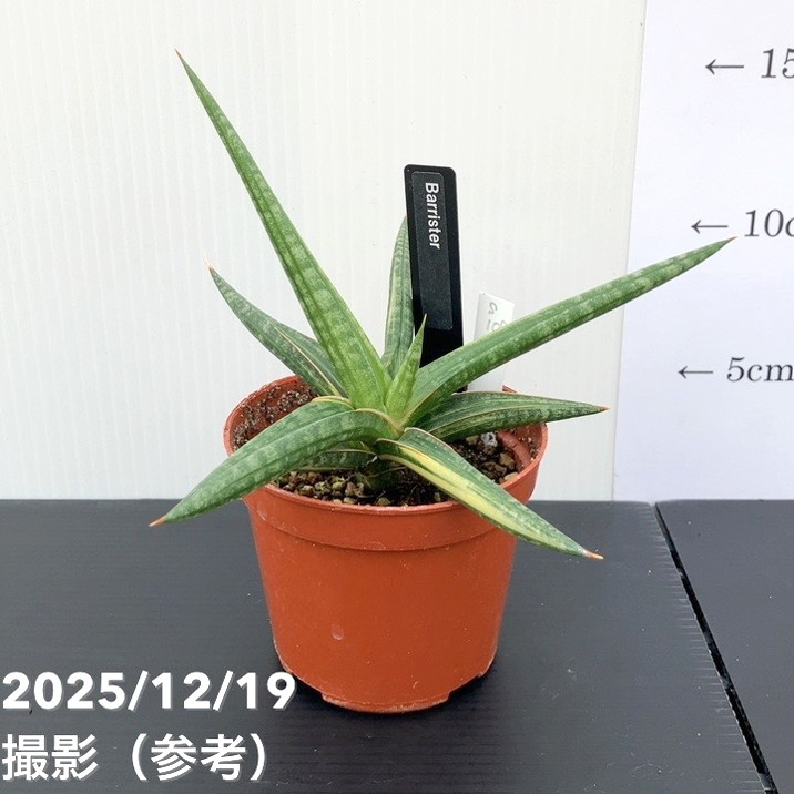 【現品お届け】サンスベリア 3号 バリースター 斑入り(S109)|観葉02-D2
