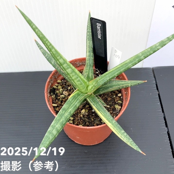 【現品お届け】サンスベリア 3号 バリースター 斑入り(S109)|観葉02-D2