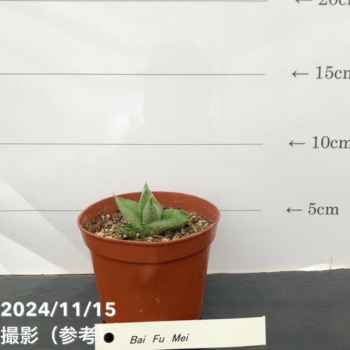 g17 サンスベリア パイフーメイ サンセビリア g17 サンスベリア パイフーメイ サンセビリア