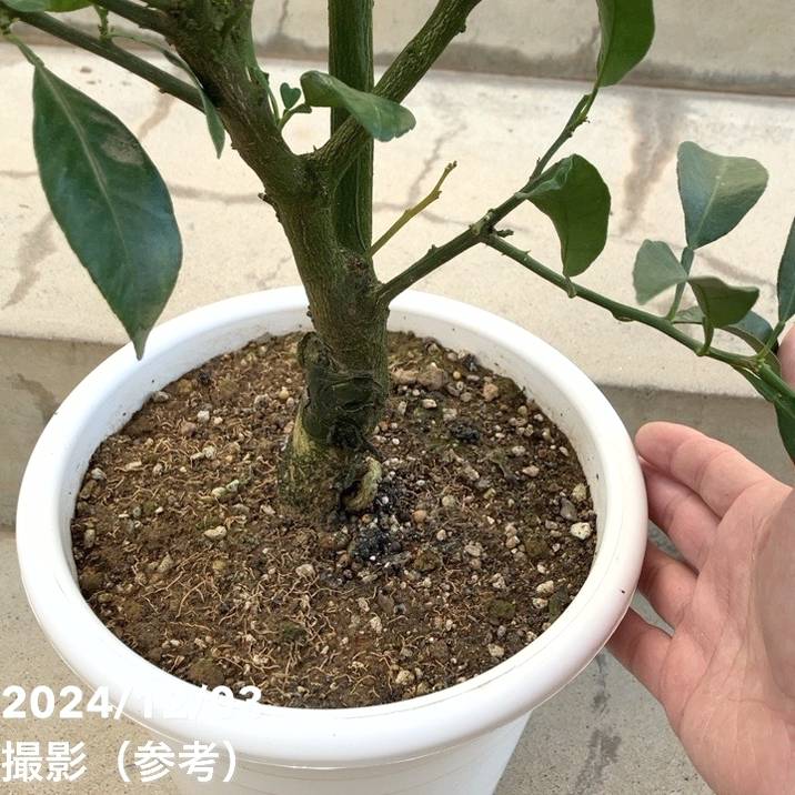 現品お届け】＜実付き＞みかん 不知火 7号｜果樹10-TU | 果樹,柑橘