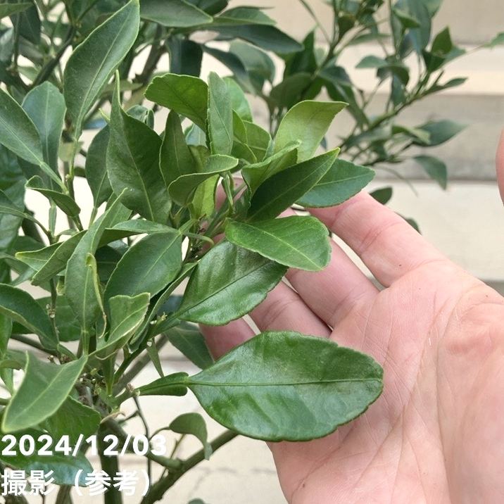 現品お届け】＜実付き＞みかん 不知火 7号｜果樹10-TU | 果樹,柑橘
