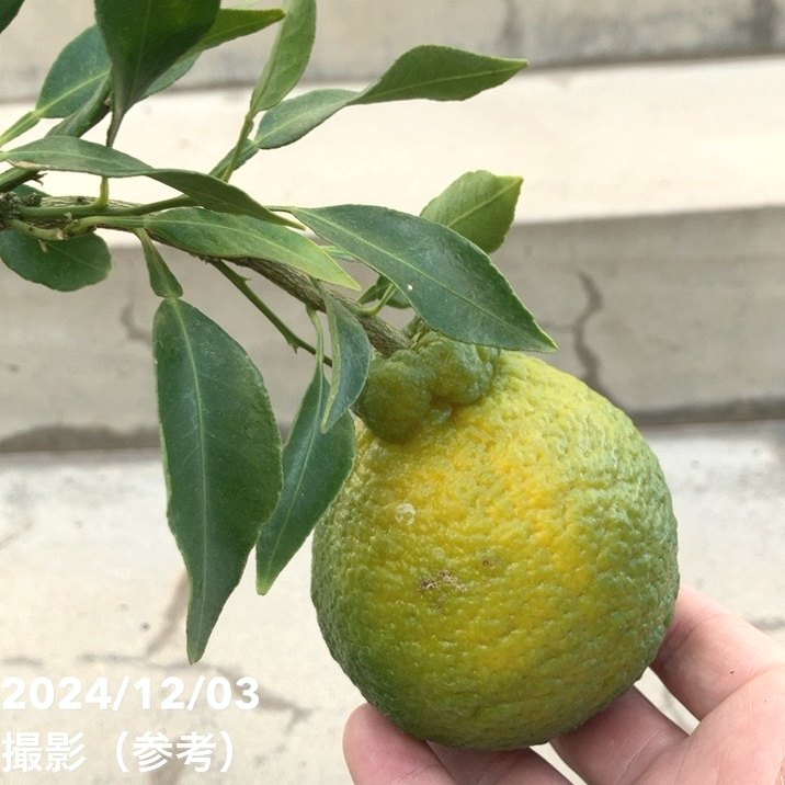 みかん。 寿太郎みかん 静岡県産 超小玉2Sサイズ 風袋込 約10kg 産地箱