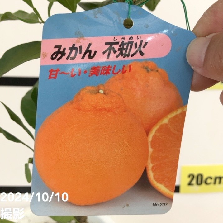 楽天市場】みかん せとか 5kg×2箱 〇等級 4L〜Lサイズ お