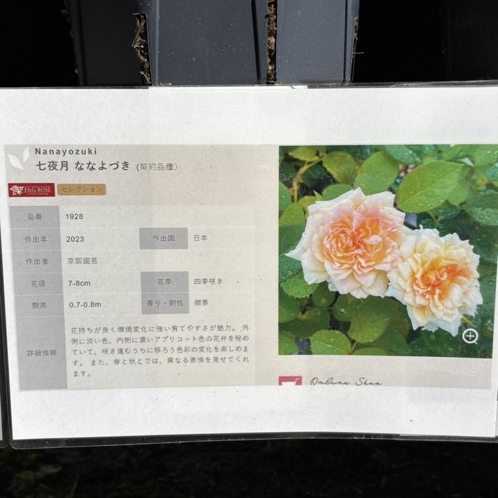バラ大苗 七夜月 ななよづき 7号 京阪園芸｜花木04-PA | 花木・庭木