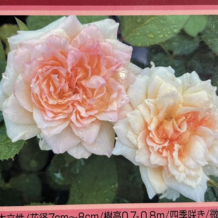 バラ大苗 七夜月 ななよづき 7号 京阪園芸｜花木04-PA | 花木・庭木